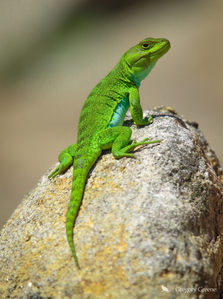 Argentine Anole