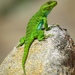 Argentine Anole - Photo (c) Gregory Greene, some rights reserved (CC BY-NC), uploaded by Gregory Greene
