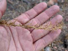 Camissoniopsis confusa