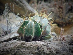 Astrophytum ornatum