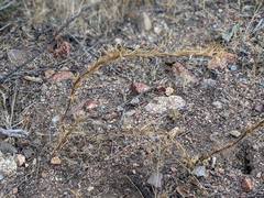 Camissoniopsis confusa