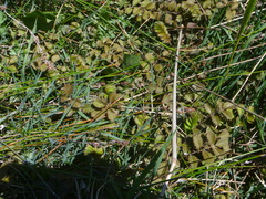 Argentina anserinoides