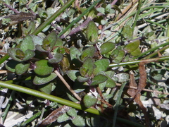 Gratiola sexdentata