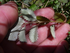 Argentina anserinoides