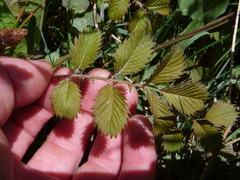 Argentina anserinoides