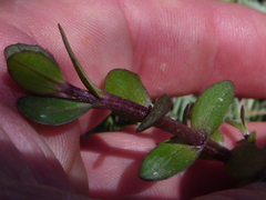 Gratiola sexdentata