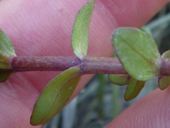 Gratiola sexdentata