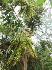 Apoplanesia paniculata