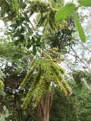 Apoplanesia paniculata