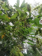 Apoplanesia paniculata