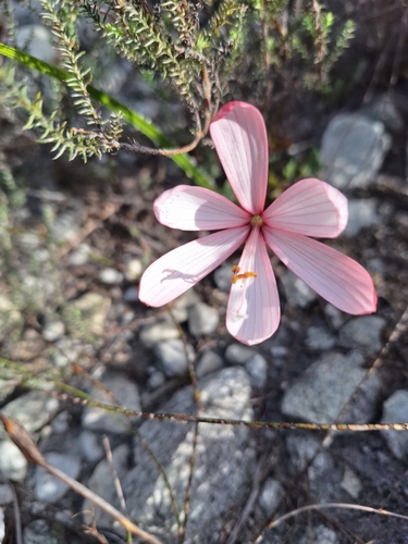 Geissorhiza schinzii