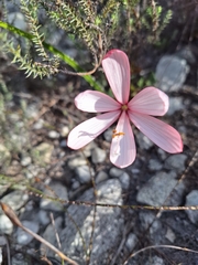 Geissorhiza schinzii