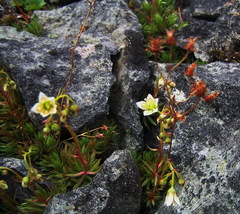 Saxifraga bronchialis funstonii