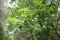 Tabernaemontana glabra