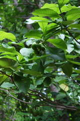 Tabernaemontana glabra