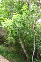 Tabernaemontana glabra