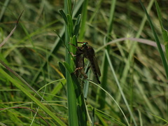 Promachus vertebratus