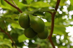 Tabernaemontana glabra