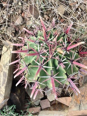 Ferocactus recurvus