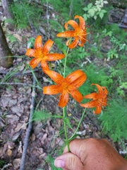 Lilium debile