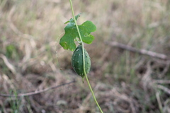 Luffa operculata