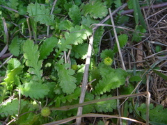Leptinella dioica