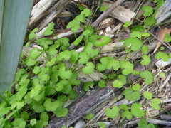 Hydrocotyle robusta