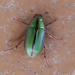 Manuka Beetle - Photo (c) Simon Nicholas, some rights reserved (CC BY-NC), uploaded by Simon Nicholas