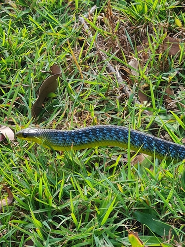 Common Tree Snake sighting