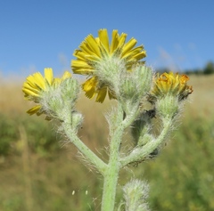 Pilosella echioides