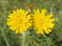Pilosella echioides