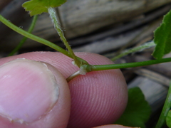 Hydrocotyle robusta