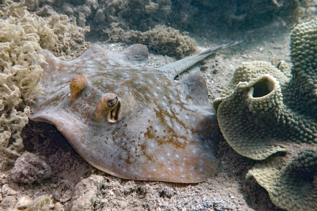 Ningaloo Maskray