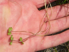 Hydrocotyle sulcata