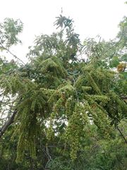 Apoplanesia paniculata