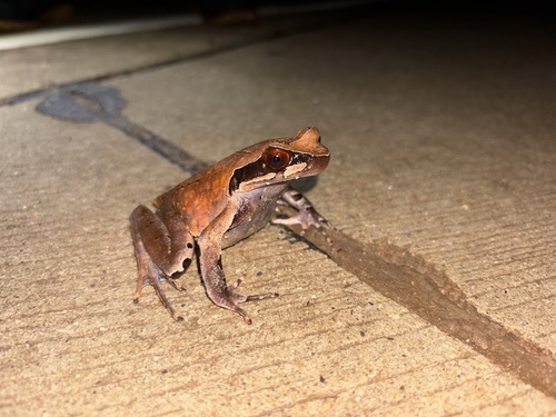 Megophrys major, 2025-08-22