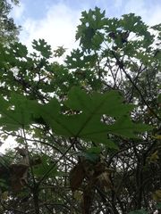 Cnidoscolus megacanthus