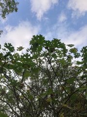 Cnidoscolus megacanthus