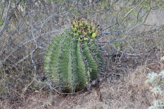 Ferocactus herrerae