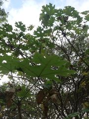 Cnidoscolus megacanthus