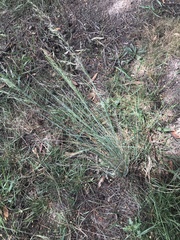 Poa sieberiana