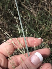 Poa sieberiana