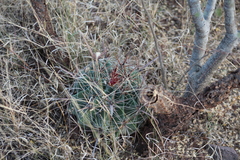 Ferocactus herrerae
