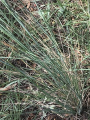 Poa sieberiana