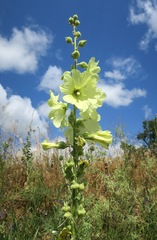 Alcea rugosa