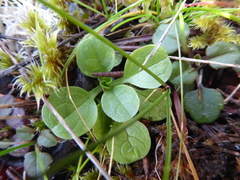 Plectritis congesta