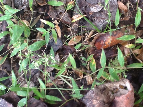 Bristle Basketgrass (Subspecies Oplismenus hirtellus setarius ...