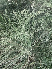 Poa sieberiana