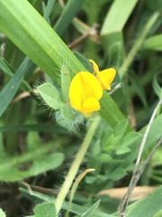 Lotus angustissimus
