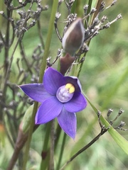 Thelymitra holmesii